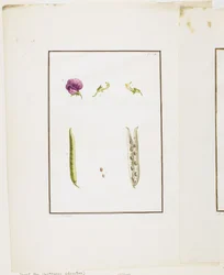 Dissection botanique : Pois de senteur (Lathyrus odoratus), vers 1778-90